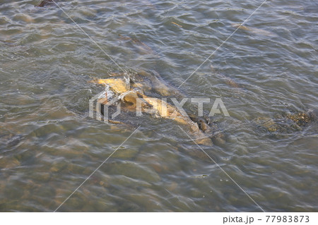 土 葉 緑 77983873