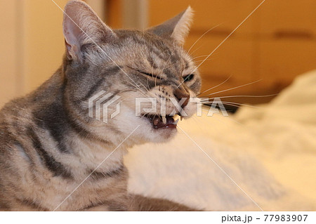 くしゃみが出そうでフガフガする猫アメリカンショートヘアブルータビー 77983907