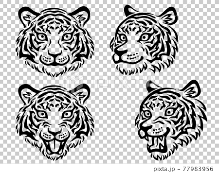 虎の顔 正面 斜め 口を開ける のイラスト素材