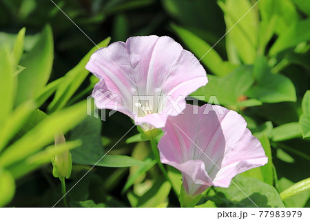 ピンク色の昼顔 ヒルガオ の花の写真素材