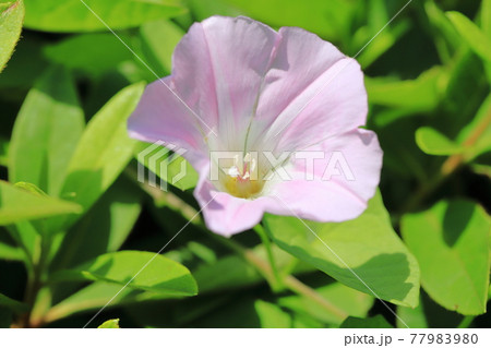 ピンク色の昼顔 ヒルガオ の花の写真素材
