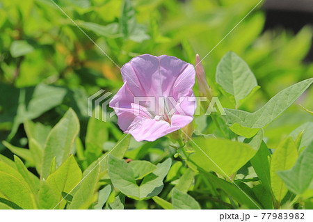 ピンク色の昼顔 ヒルガオ の花の写真素材 7799