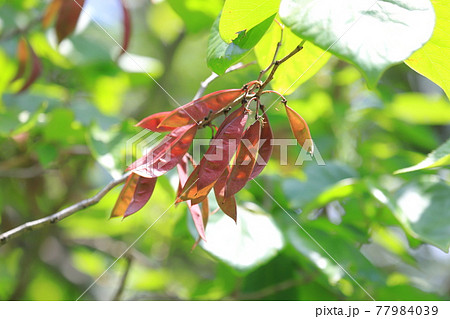 花蘇芳（ハナズオウ）の葉と実 77984039