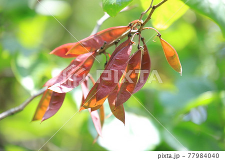 花蘇芳（ハナズオウ）の葉と実 77984040