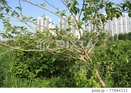 川 河 ビル 77984151