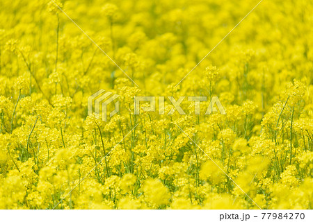 菜の花畑 菜の花畑 77984270