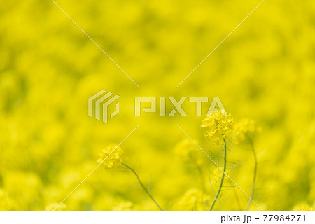 菜の花畑 77984271