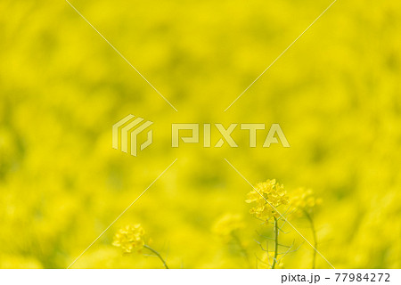菜の花畑 菜の花畑 77984272