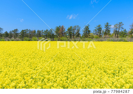 菜の花畑 菜の花畑 77984287