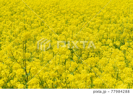 菜の花畑 菜の花畑 77984288