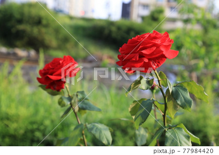 睡眠 川 河 77984420