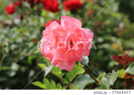 睡眠 川 河 77984457