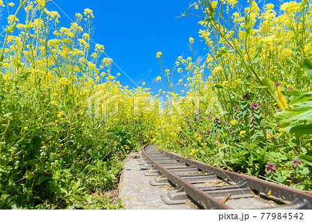 線路のある菜の花 線路のある菜の花 77984542