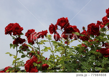 万 ピンク 花 77984608