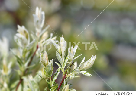 Flamingo Willow Hakuro Nishiki Flamingo Willow Hakuro Nishiki 77984757