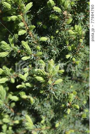 White spruce Sanders Blue 77984760