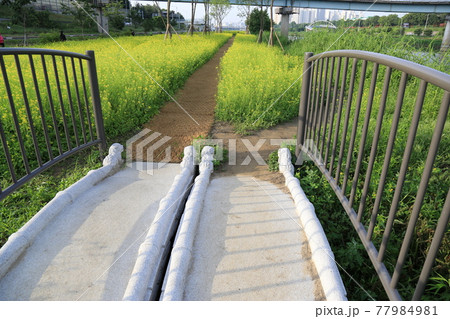 花 公園 万 77984981