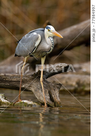 Adult grey heron with long legs hunting fish near fallen tree on river bank 77984997