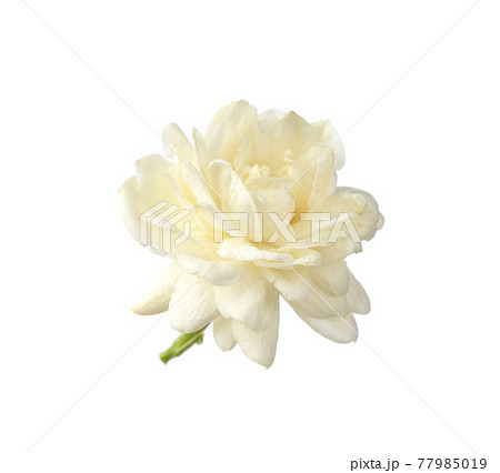 Jasmine isolated on white background Jasmine isolated on white background 77985019