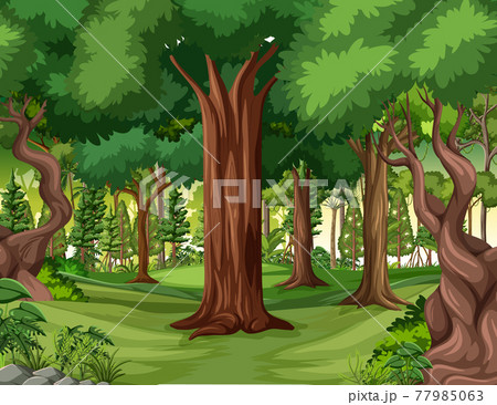 Jungle scene with liana and many trees 77985063
