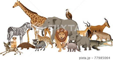 Group of wild african animal on white background 77985064