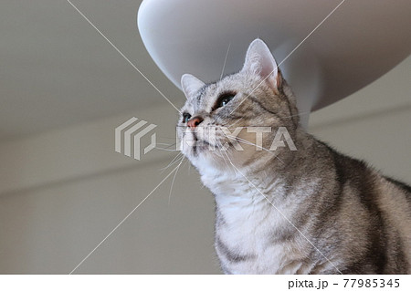 キャットタワーから遠くを見る猫アメリカンショートヘアシルバータビー キャットタワーから遠くを見る猫アメリカンショートヘアシルバータビー 77985345