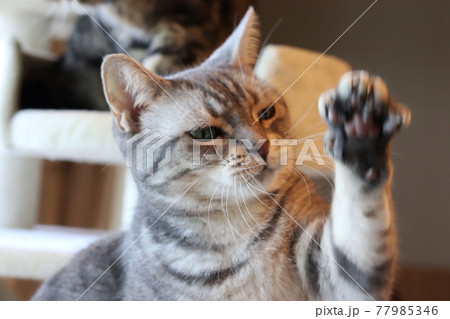 手を出して何かを捕まえようとする猫アメリカンショートヘアブルータビー 手を出して何かを捕まえようとする猫アメリカンショートヘアブルータビー 77985346