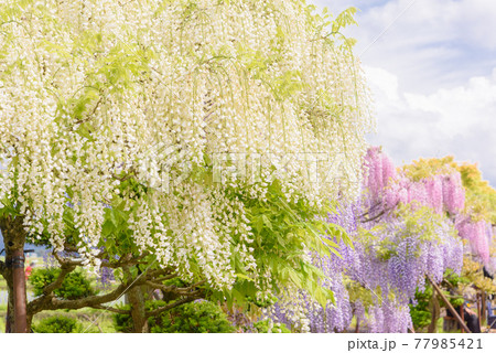 十ノ瀬藤の郷　満開の藤 77985421