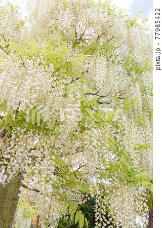 十ノ瀬藤の郷 満開の藤 十ノ瀬藤の郷 満開の藤 77985422