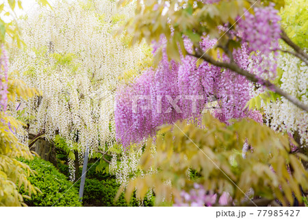 十ノ瀬藤の郷 満開の藤 十ノ瀬藤の郷 満開の藤 77985427
