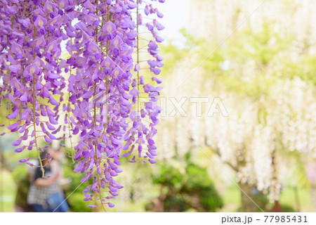十ノ瀬藤の郷 満開の藤 十ノ瀬藤の郷 満開の藤 77985431