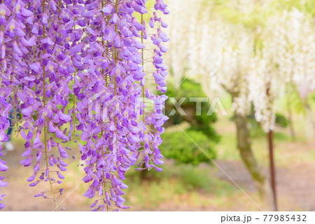 十ノ瀬藤の郷 満開の藤 十ノ瀬藤の郷 満開の藤 77985432