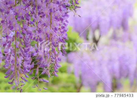 十ノ瀬藤の郷　満開の藤 77985433