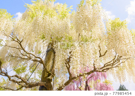 十ノ瀬藤の郷　満開の藤 77985454