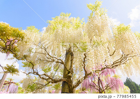 十ノ瀬藤の郷 満開の藤 十ノ瀬藤の郷 満開の藤 77985455