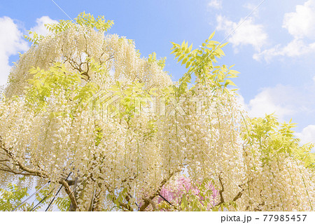 十ノ瀬藤の郷 満開の藤 十ノ瀬藤の郷 満開の藤 77985457