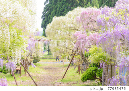 十ノ瀬藤の郷 満開の藤 十ノ瀬藤の郷 満開の藤 77985476