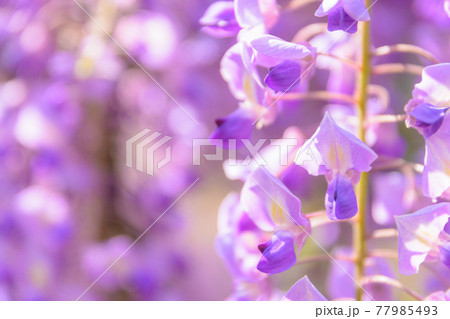 十ノ瀬藤の郷 満開の藤 十ノ瀬藤の郷 満開の藤 77985493