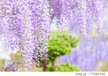 十ノ瀬藤の郷 満開の藤 十ノ瀬藤の郷 満開の藤 77985500