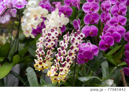 胡蝶蘭の花 胡蝶蘭の花 77985842