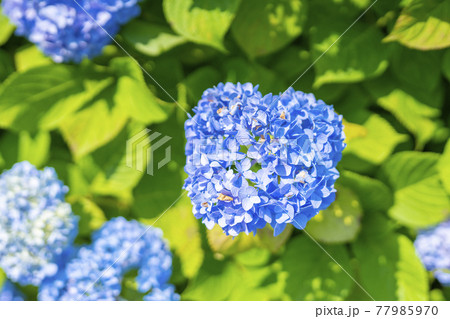 旧中川水辺公園周辺の紫陽花（東京都江東区） 77985970