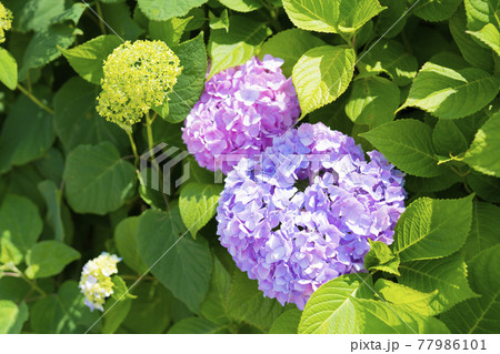 旧中川水辺公園周辺の紫陽花(東京都江東区) 旧中川水辺公園周辺の紫陽花(東京都江東区) 77986101