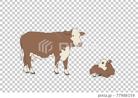 Cow illustration-hand drawn line drawing Cow illustration-hand drawn line drawing 77986159