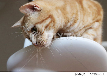 キャットタワー上からのぞき込む猫アメリカンショートヘアレッドタビー 77986224