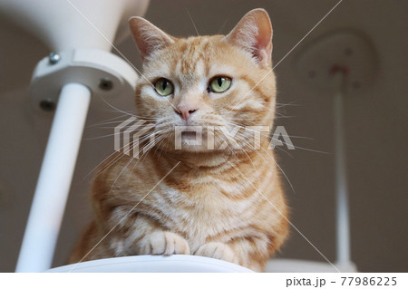 キャットタワーに鎮座する凛々しい猫アメリカンショートヘアレッドタビー 77986225