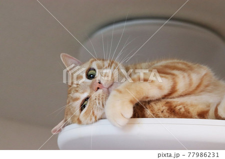 セクシーポーズの流し目猫アメリカンショートヘアレッドタビー 77986231