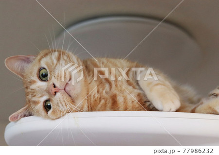 キャットタワー上から寝転んだままニャルソック監視する猫のアメリカンショートヘアレッドタビー 77986232