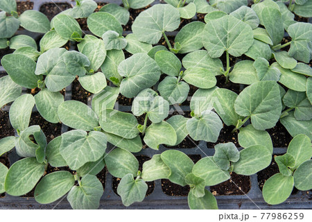 green vegetable squash seedlings in greenhouse potting trays 77986259