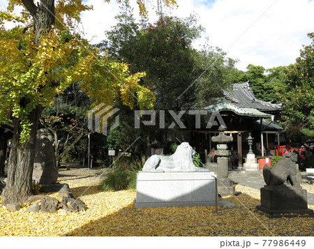 イチョウの黄葉が美しい墨田区向島の三囲神社 イチョウの黄葉が美しい墨田区向島の三囲神社 77986449