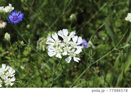 春の公園に咲くオルレアホワイトレースの白い花の写真素材